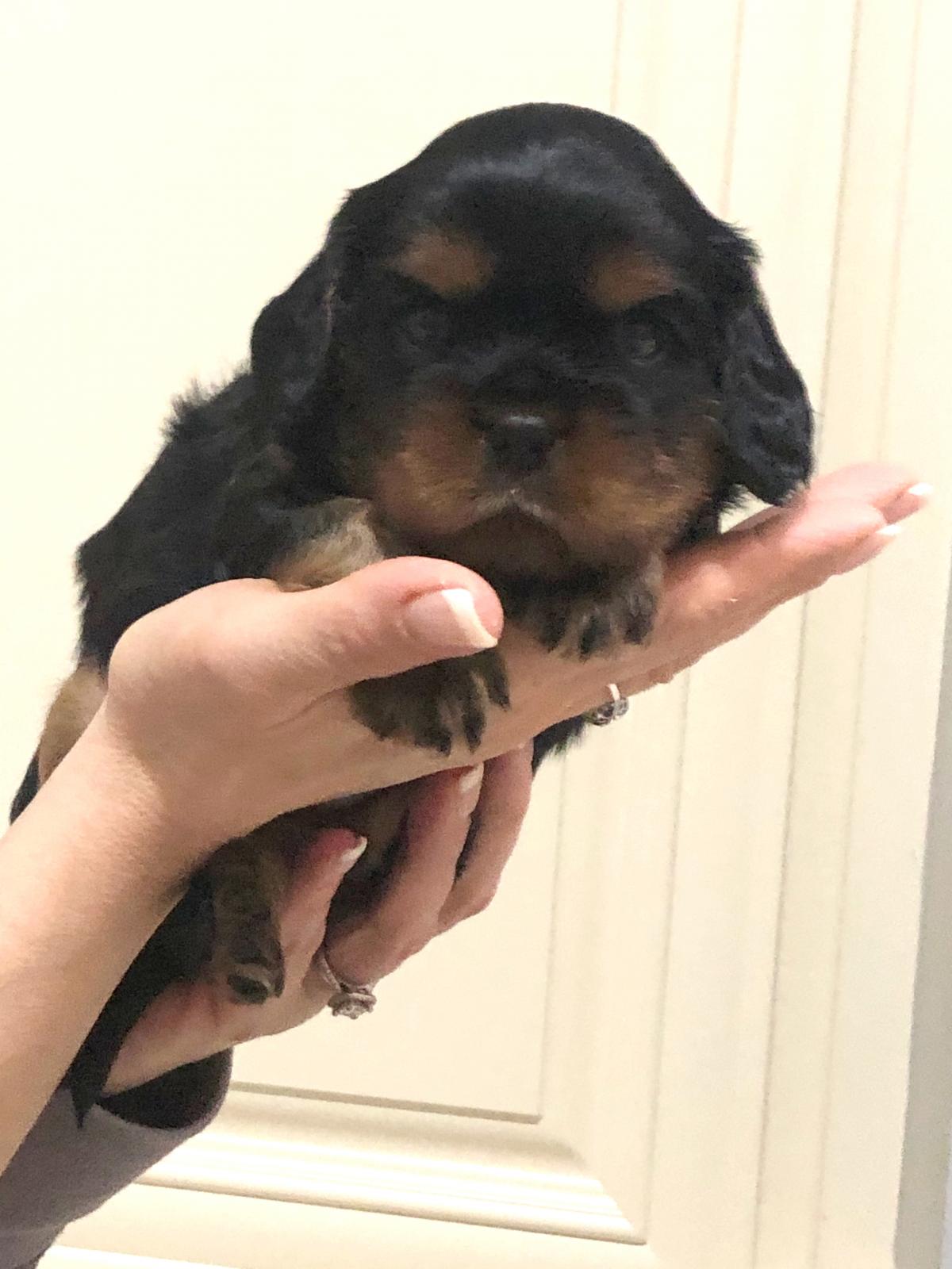 Small puppy held aloft in hands.